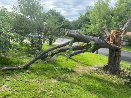 Photo of free Maple tree firewood (Corinth) #3