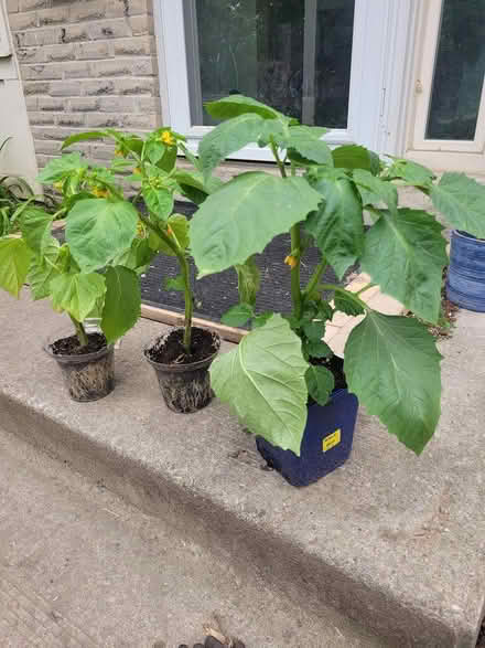 Photo of free Tomatillo plants (Streetsville area) #1