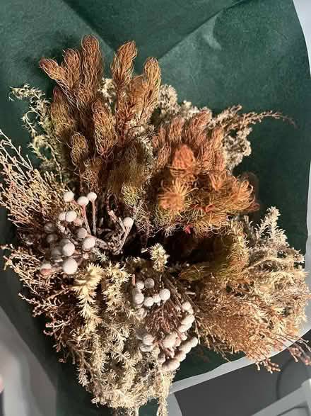 Photo of free Dried Flowers & Foliage (SE1) #2