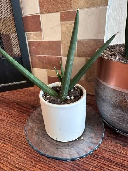 Photo of free Potted, healthy houseplants (60014) #2