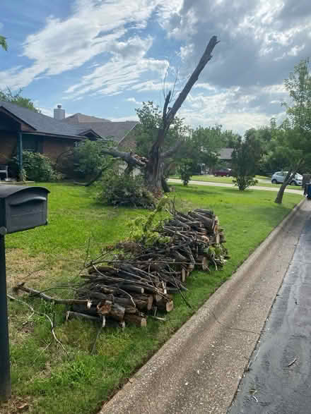 Photo of free Maple tree firewood (Corinth) #1