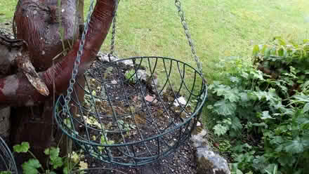 Photo of free 4 hanging baskets (Lindfield RH16) #1