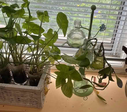 Photo of free Plant and ivy clippings (Near Downtown Erin) #3