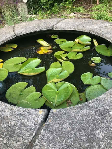 Photo of Pond fish/pond weed (St Clement) #1
