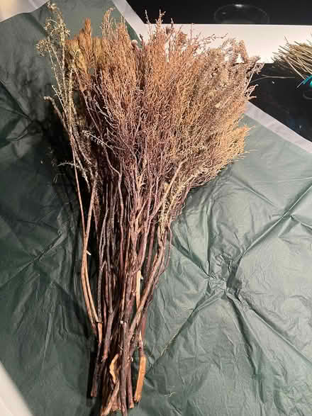 Photo of free Dried Flowers & Foliage (SE1) #1