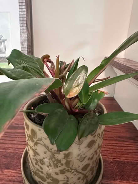 Photo of free Potted, healthy houseplants (60014) #4