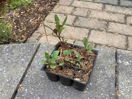 Photo of free Foxglove seedlings (Beacon Hill North) #1