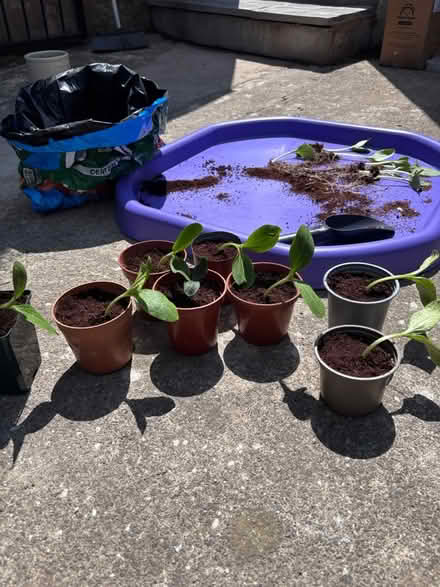 Photo of free Black Beauty Eggplants (S12 Hackenthorpe) #1