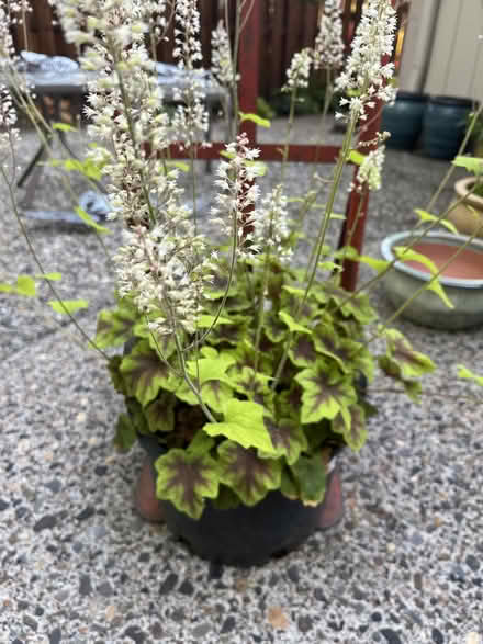 Photo of free Plant (Tigard near King City) #1