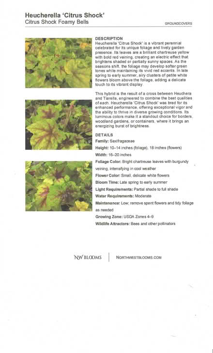 Photo of free Plant (Tigard near King City) #2