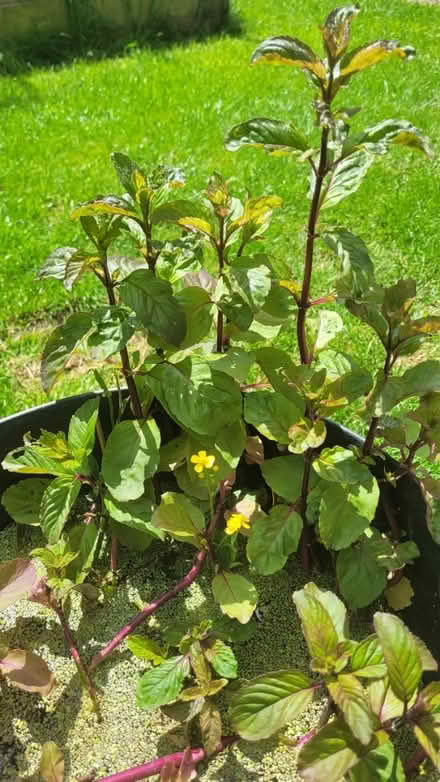 Photo of free Water Mint (for ponds etc) (YO11) #1