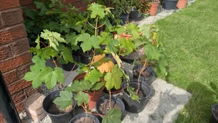 Photo of free Sycamore trees in pots (Caldy Valley CH3) #1