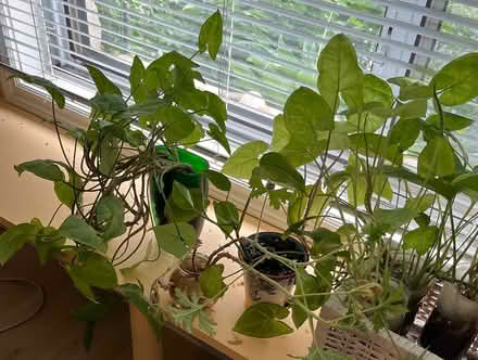 Photo of free Plant and ivy clippings (Near Downtown Erin) #2