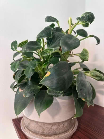 Photo of free Potted, healthy houseplants (60014) #3