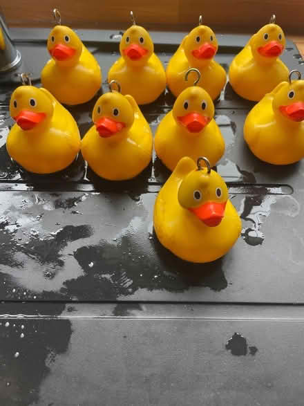 Photo of free 9 small ‘hook a duck’ s (Broughton PR3) #1