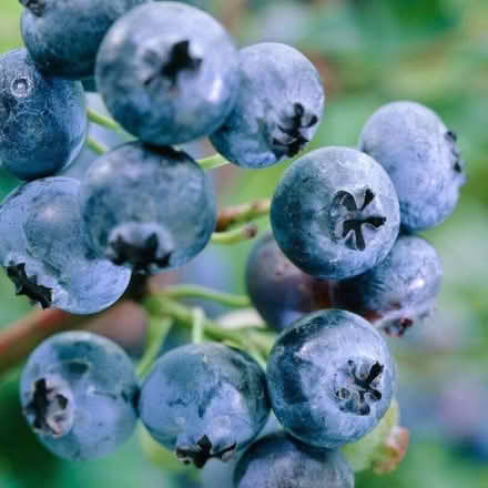 Photo of Blueberries plant (Clive Vale TN35) #1