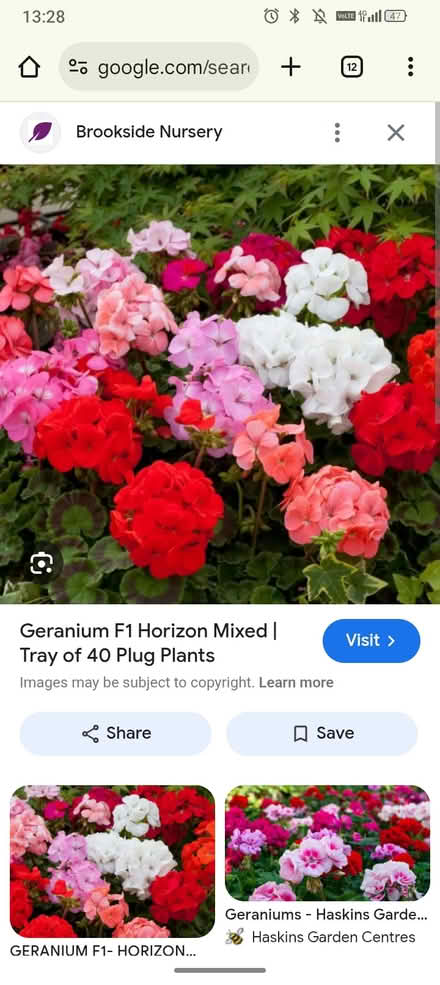 Photo of Geranium plants (Minchery Farm OX4) #1