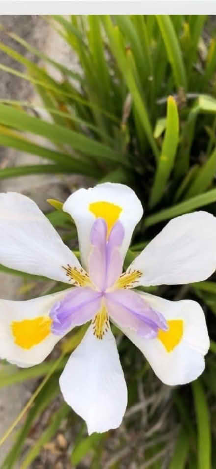 Photo of free ForteNight Lilies (2210 Highlands Rd San Pablo) #2