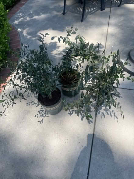 Photo of free Fragrant sarcococca plants (2) (San Rafael CA) #1