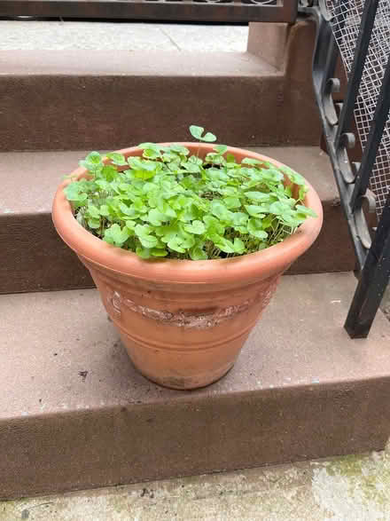 Photo of free Plastic pot with viola plants (Harlem - 119th Street) #1