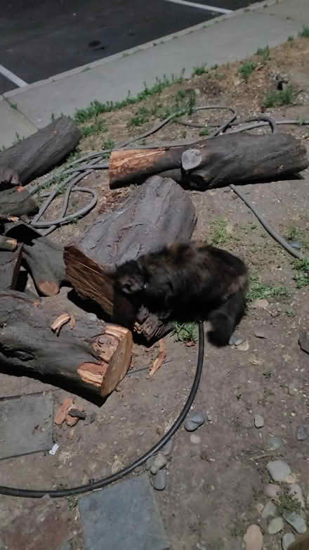 Photo of free tree trunk (Fremont) #1