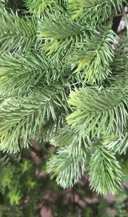Photo of free Christmas tree (Polegate) #2