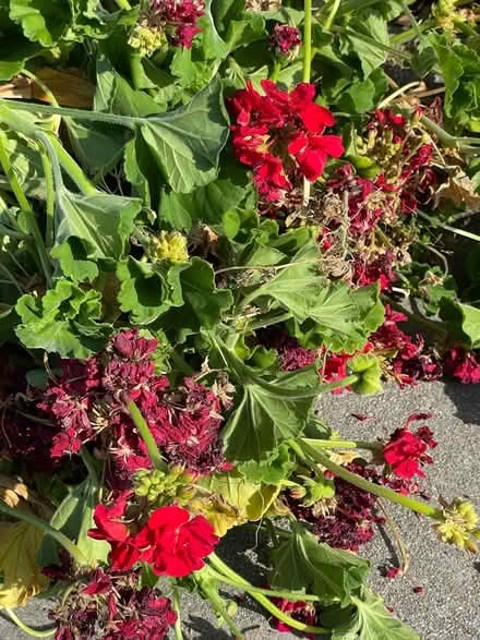 Photo of free Geranium Cuttings, red flower (Near De Anza College) #3