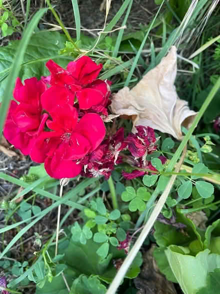 Photo of free Geranium Cuttings, red flower (Near De Anza College) #2