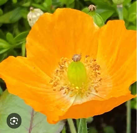 Photo of Orange Welsh poppy (Presteigne LD8) #1