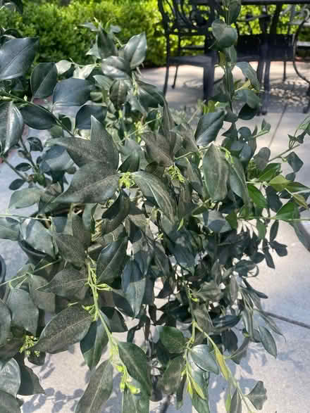 Photo of free Fragrant sarcococca plants (2) (San Rafael CA) #2