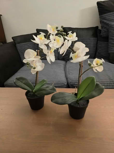 Photo of free Fake orchirds (Flitwick) #1