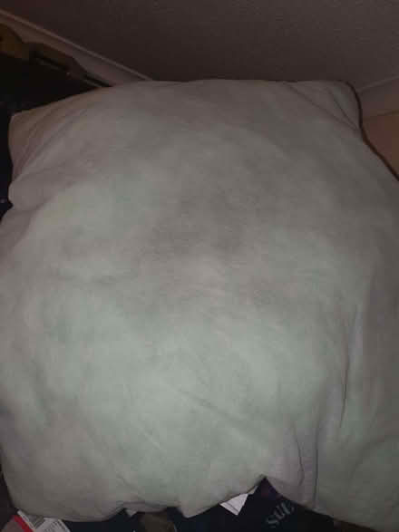 Photo of free Medium dog bed with no cover (Clive Vale TN35) #1