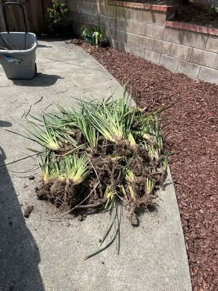 Photo of free ForteNight Lilies (2210 Highlands Rd San Pablo) #1