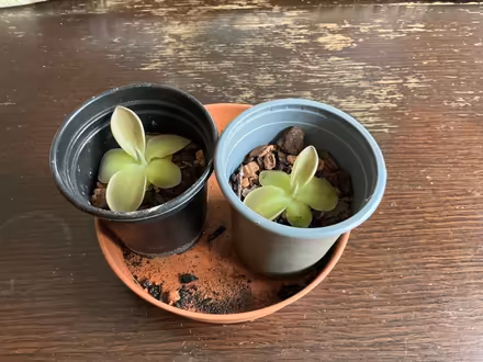 Photo of free Carnivorous houseplants (Walkley S6) #1