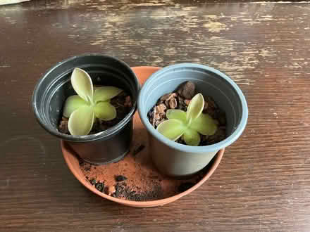 Photo of free Carnivorous houseplants (Walkley S6) #1