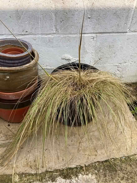 Photo of free Ornamental grass (St Leonards on Sea TN37) #1