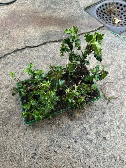 Photo of free Saplings (Yockleton SY5) #1