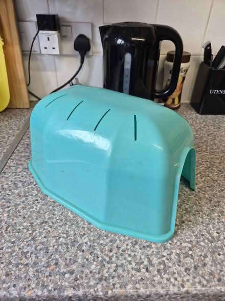 Photo of free Guinea pig (Loughborough LE11) #1