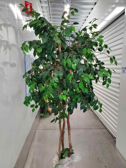 Photo of free Fake ficus (2490 Lafayette St, Santa Clara) #1