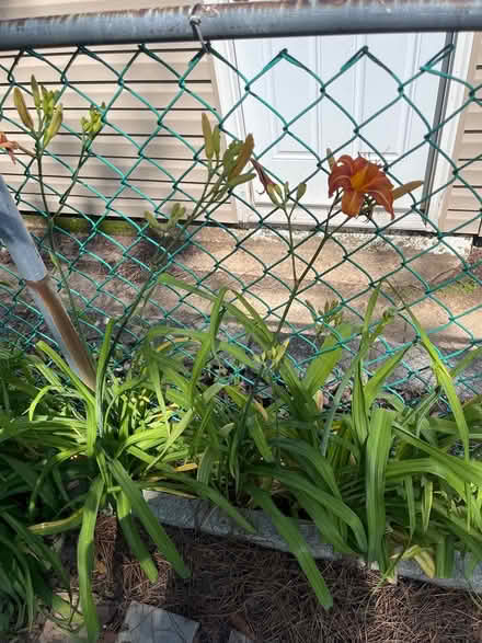 Photo of free Tall orange daylillies (Brightwood Park) #1
