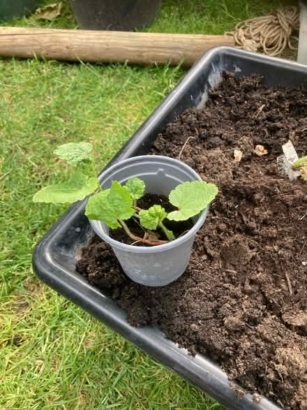 Photo of free Holly hock (Letchworth wilbury) #2