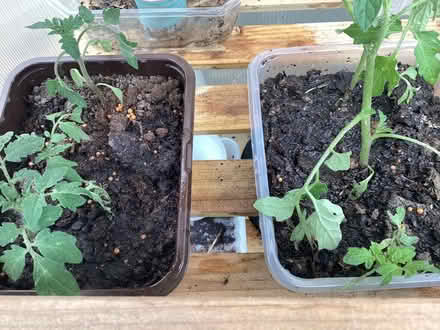 Photo of free Tomato seedlings (Charminster BH8) #2