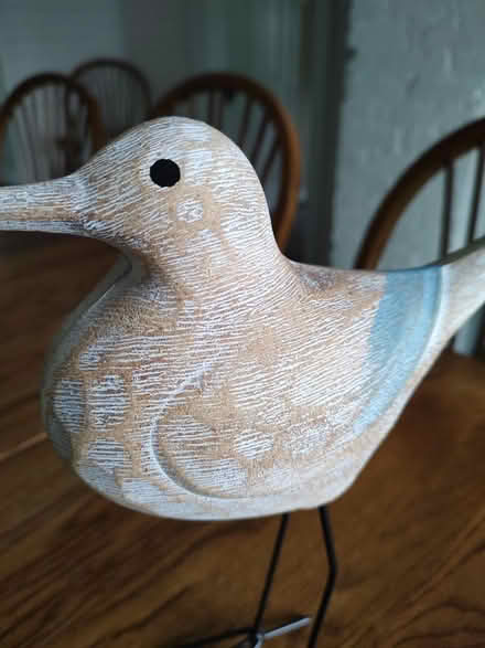 Photo of free Beach bird (Odenton) #2