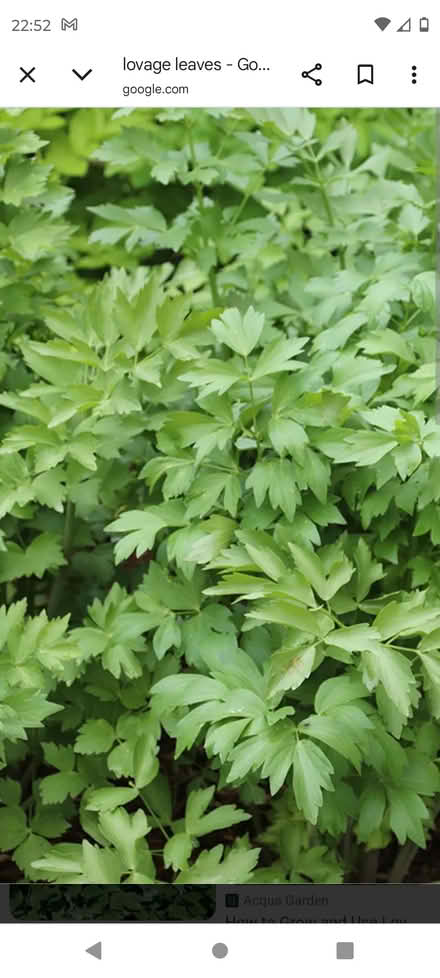 Photo of free Lovage leaves (Stokenchurch HP14) #1