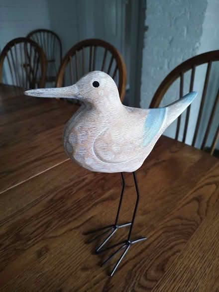 Photo of free Beach bird (Odenton) #1