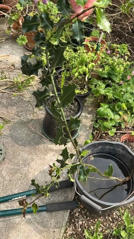 Photo of free Holly baby tree (Hollingdean BN1) #1
