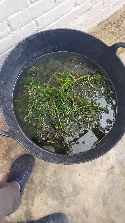 Photo of free Pond oxygenator plants (Dursley GL11) #1