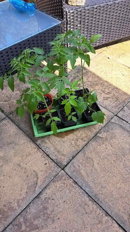 Photo of free Veg plants (Gosport PO13) #1