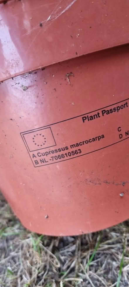 Photo of free 2x Monterey Cypress in pots (Barry CF62) #2