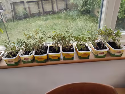 Photo of free Tomato Seedlings (West Molesey) #3